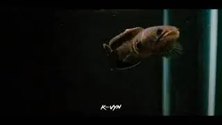 kotes kali | channa limbata