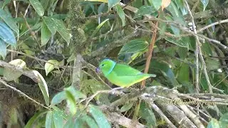 Golden-browed Chlorophonia | Birds of Costa Rica | Rare Birds #birds #wildlife #nature