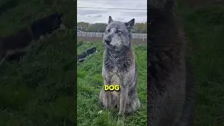 Top 3 Most Unpredictable & Dangerous Dog Breeds 🐕&zwj;🦺⚠️ | Shocking Facts 😱 #Shorts