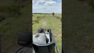 Hog hunting in Florida #hoghunting #florida #hogsonly #rutandspawn