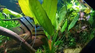 114. Pterophyllum scalare Rio Nanay - trzy ikry