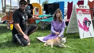 Dog therapist interview at adoption event