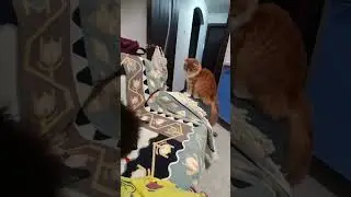 Свил гнездо😂😅😆😁