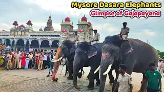 Mysore Dasara Elephants 2024 | A Glimpse of Gajapayana & Parade Rehearsal | Evening Walk Tradition👌🐘