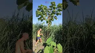 Paulownia drzewo tlenowe. Cięcie, za rok na duże liście.