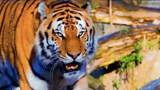 Tiger in 4K 60FPS HDR Vision | Stunning Wildlife 4K Video | Ultra HD Nature Footage