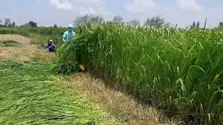 Citronella - Lemongrass Harvester - Made in Vietnam