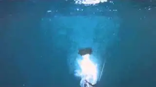 Dhuie release