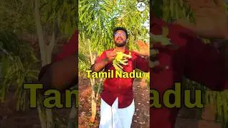 Amla or Gooseberry Farming 🍈| ₹4,50,000 🔥 | Agrotill | #farming #agriculture #shorts