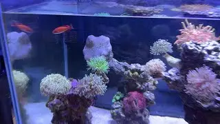 Reefing 101 - Fragging a Weeping Willow Toadstool