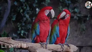 Animal World 4K:Relax with Music and Nature Sounds | Lihami 111