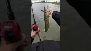 Megabass S crank 2.0 pike 2025  #fishing #daiwa #pike   #angler