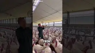 Trumpet Concert in a Turkey Coop? You Won&rsquo;t Believe Their Reaction! #shorts  #animalshorts #funny