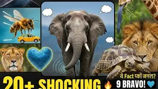 Dolphins का 'Name' और Octopus के '9 दिमाग'? 🐙 11 Shocking Animals Facts!