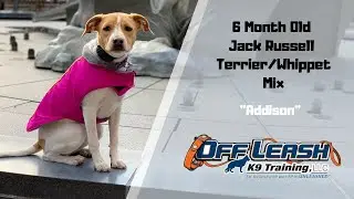 JACK RUSSELL TERRIER/WHIPPET MIX/DOG TRAINING