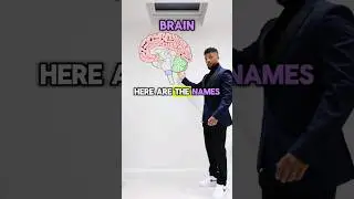 GCSE Biology - The Human Brain Song