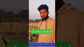 Potato Price Today | Red Potato Price Increased White Potato Price Decreased | Pakpattan Sabzi Mandi