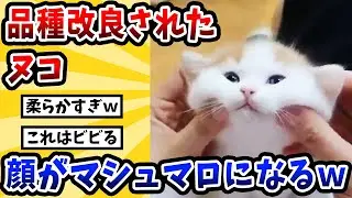 【2ch動物スレ】品種改良されたヌコ→顔がマシュマロになるｗｗｗｗｗ