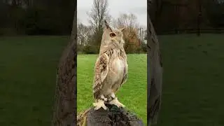🐣 Baby vs Adult Animal Transformation | Cute to Powerful!  #animal