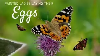My Painted Lady Butterflies laying their eggs!