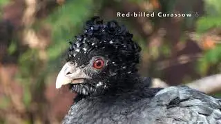 Red-billed Curassow ♁