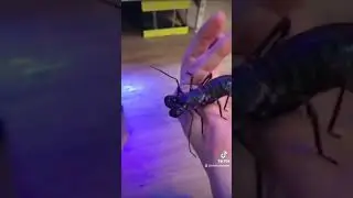 look at this! #scorpion #scorpions #arachnidsofinstagram
