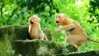 Beautiful scene, Why did little monkey Nori opened her big mouth to poor baby monkey Lucie.
