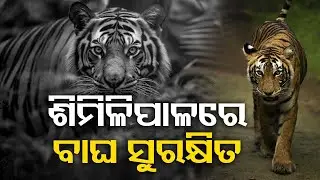 Tiger is in safe condition amid massive fire breaks out at several places in Similipal forest