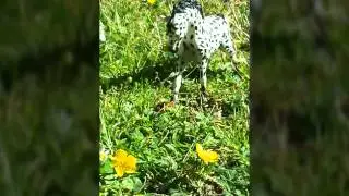 Schleich Realistic Pictures 🐴🌼🌿🌳👌