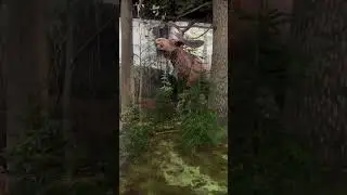 Model of a Stag-Moose browsing on a small tree
