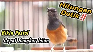 HITUNGAN DETIK MURAI BATU DIAM LANGSUNG NGAMUK GACOR‼️KRETEKAN KERAS MURAI BETINA PENGGACOR JANTAN