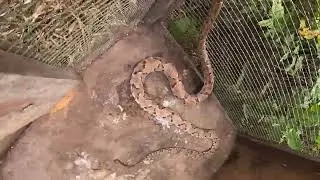 Wild Caught  Fer-de-lance 