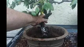 Trying to Salvage My Elaeagnus Bonsai