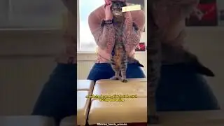 PIJAT KRETEK KUCING #shorts #kucinglucu #faktahewan