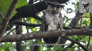 Male BARRED EAGLE-OWL, Malaysia
