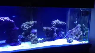 Michael's Reef Aquarium - Fish Added 28 Feb 2016