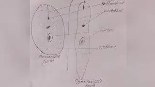 How to draw leishmania (protozoa phylum)...