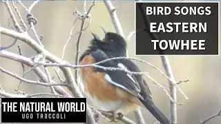 🎶Drink your tea🎶 Eastern Towhee Song