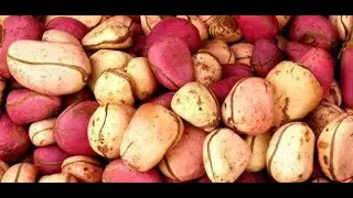 ثمرة القورو واضرارها الصحية