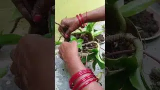 Repotting Callisia fragrans | Basket plant | Home gardening