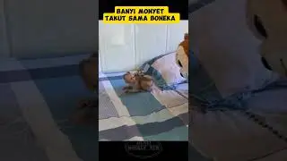 Baby monkey scared of dolls #monkey #monpai #babyprimate #cute #funny #monpailucu #animals