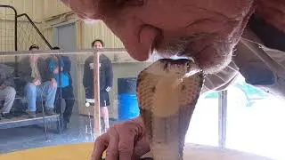 Cobra Kissing in Walnut Springs, Texas 2020   Walnut Springs Rattlesnake Roundup