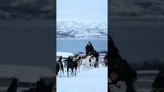 🐕 Dog Sledding Adventure in Troms&oslash;
