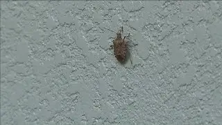 Tips to keep stink bugs at bay