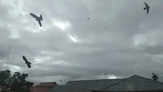 Reaksi Burung Sriti dengar Suara Ratu Walet
