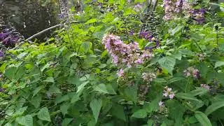 Salvia Amistad and Jeana Phlox good combo acts as pollinator magnet