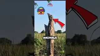 Top 3 Animals with Insane Camouflage 😱 #facts #animalfacts #wildlife