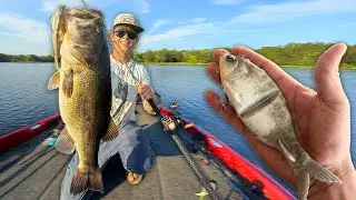 Mega Bass Can&rsquo;t Resist This Bait