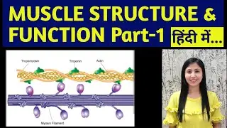 MUSCLE STRUCTURE AND FUNCTION PART-1| SIMPLIFIED BIOMECHANICS IN HINDI|2025| #hindi, #actin, #myosin
