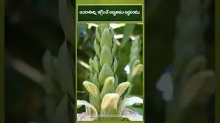 50 రోగాలను చిటికలో నయం చేసే అడ్డసరం చెట్టు! | Addasaram: The Herb That Ends Fatigue Fast!